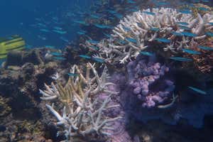 Heron Island coral