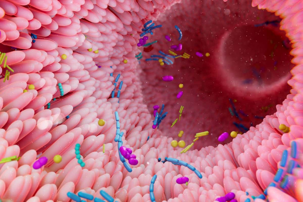 Illustration of the human gut microbiota.